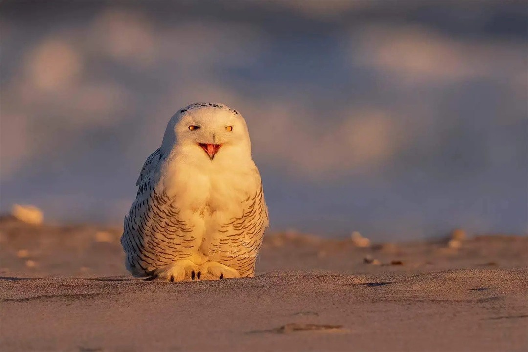外表可爱却很凶残的动物大熊猫,大熊猫凶残的一面是什么样的