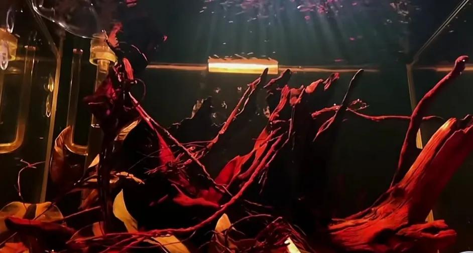 养斗鱼榄仁叶需要一直放在水里吗,养斗鱼用的榄仁叶怎么使用