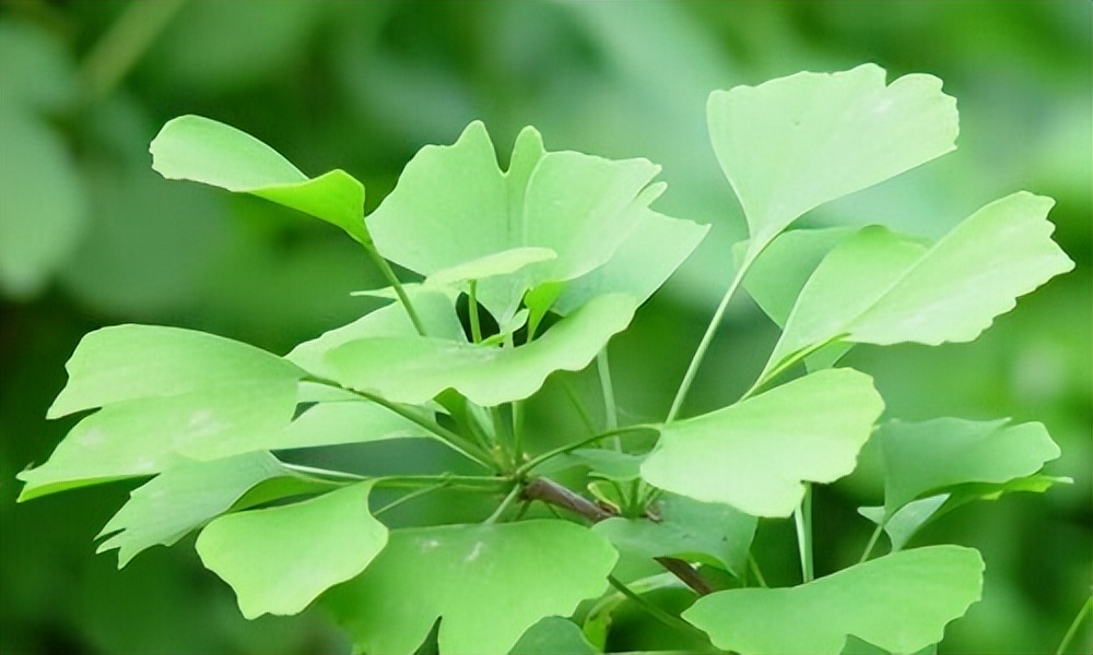 银杏叶提取物片对心脏有好处吗,经常吃银杏叶片
