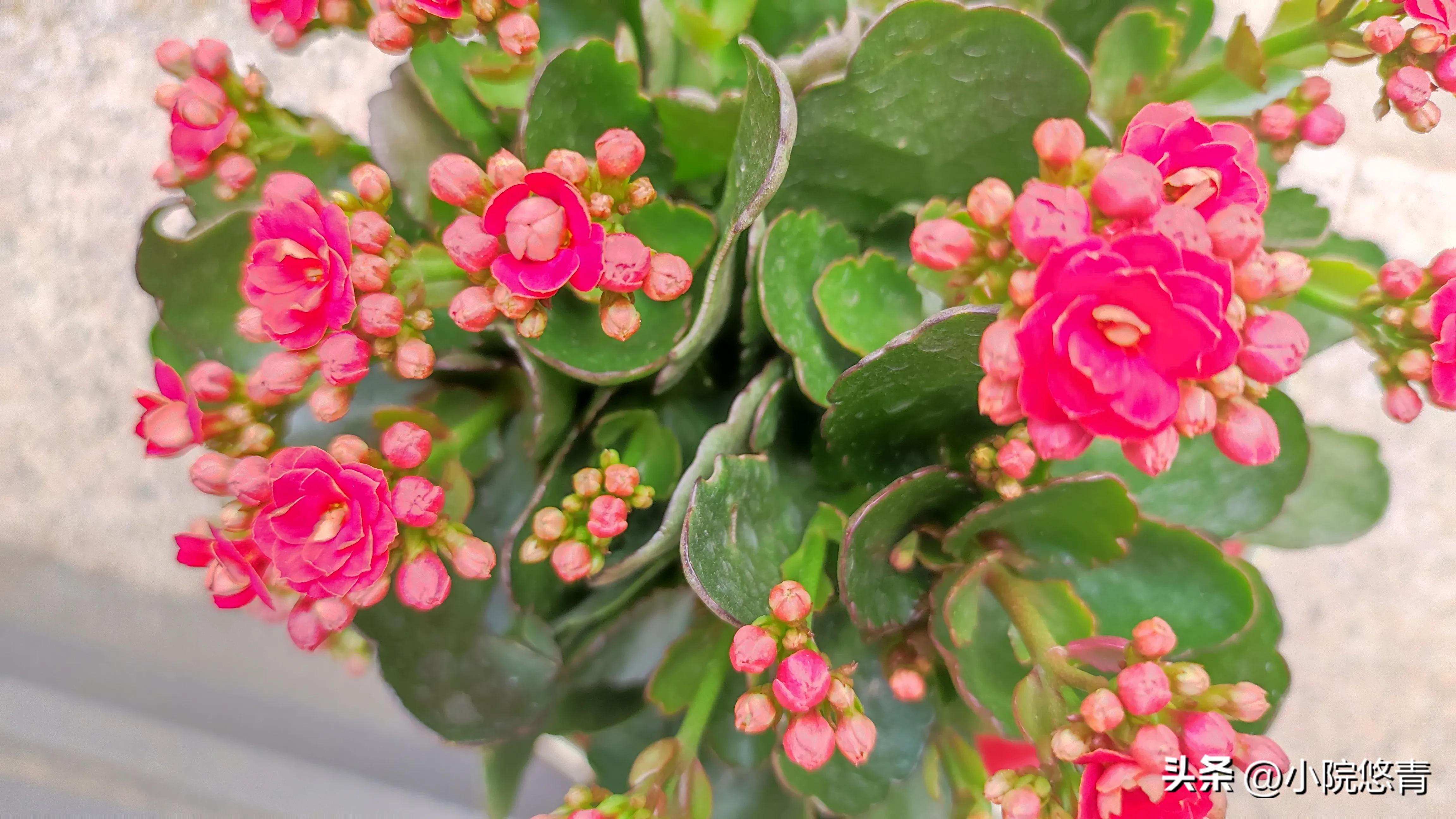 长寿花根系烂了怎么种植,长寿花棒棒糖的种植方法