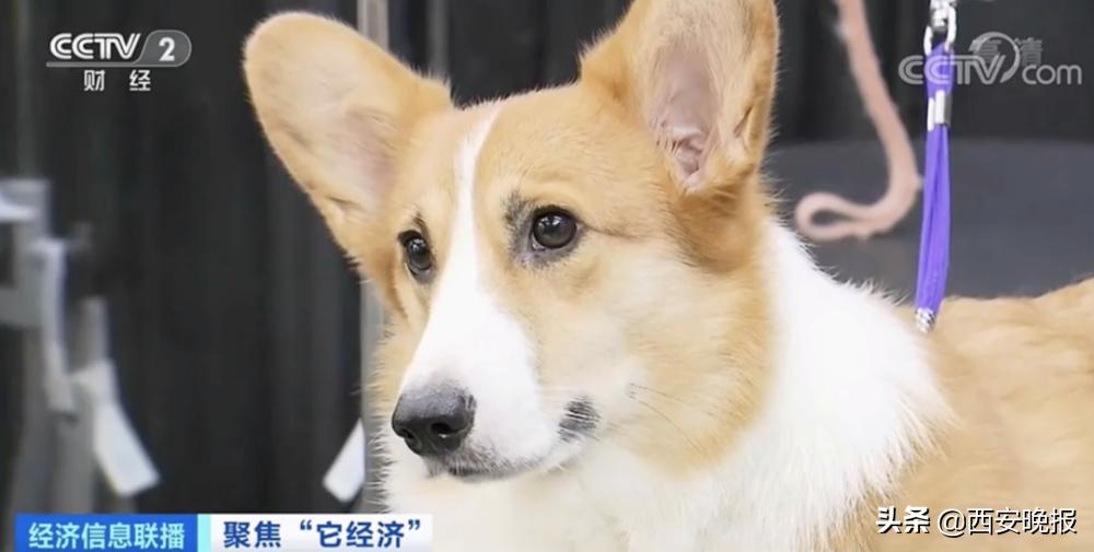 1个视频就能赚几十万元？！“它经济”火了