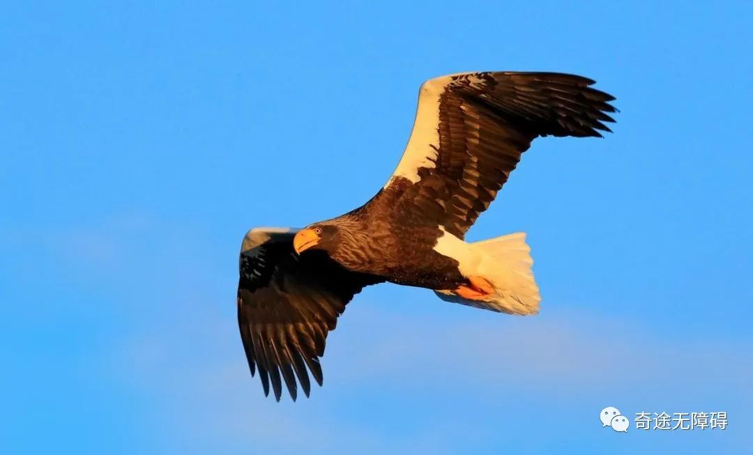 残疾人报考什么专业好,残疾人高考怎么选专业最好
