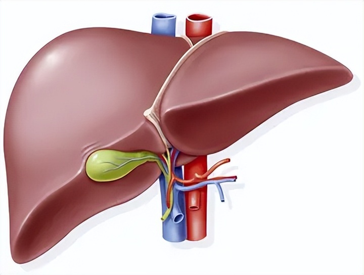 养肝护肝的蔬菜和食物有哪些,护肝养肝的水果蔬菜是哪些