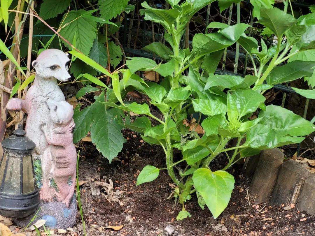 适合夏天养的7种花越晒开花越旺,阳台高温如何养墨兰