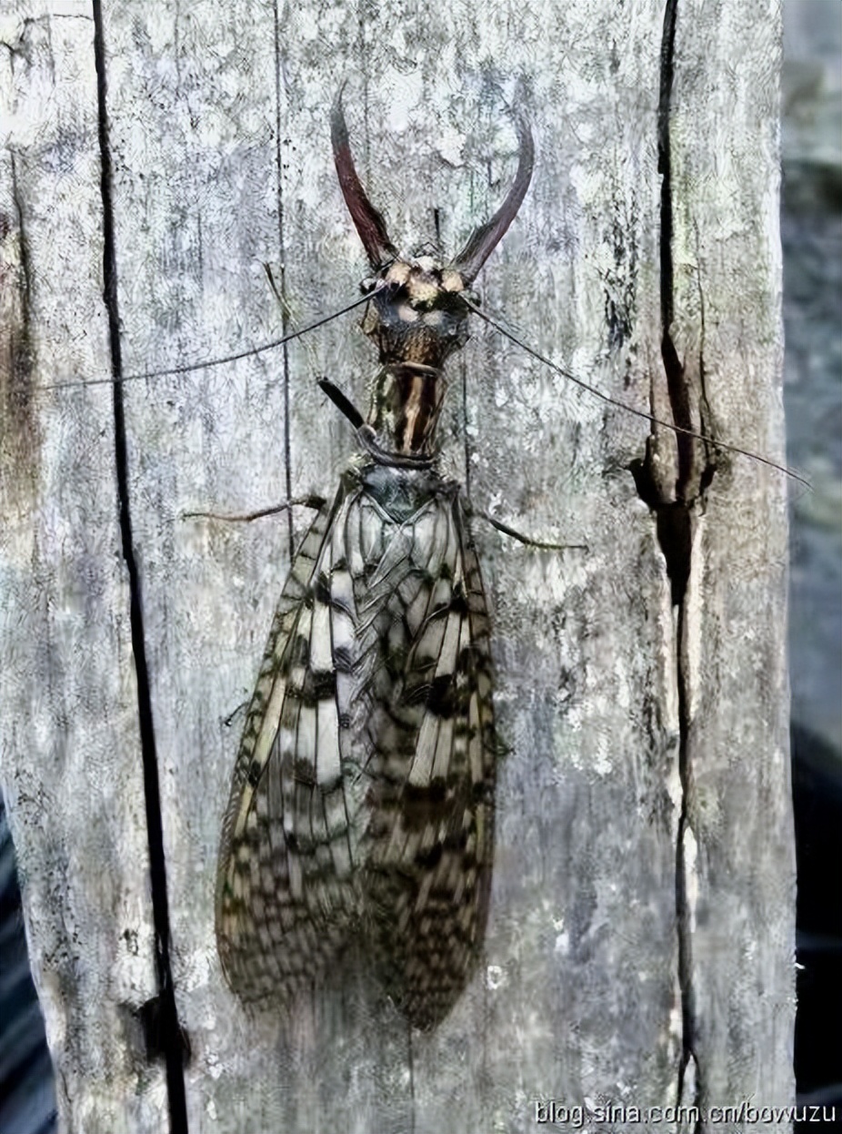 真正的丛林美食有哪些,硬核知识大全100个