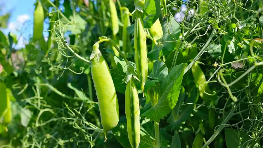 儿童画藤蔓豌豆,儿童画教程2017