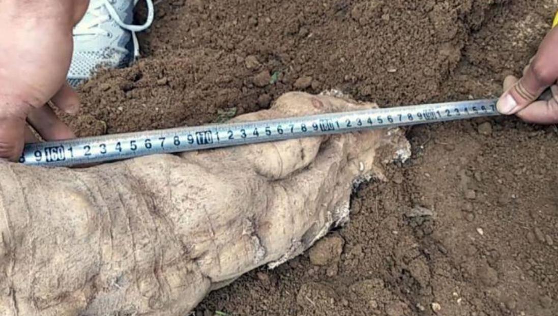 四川老汉挖出250斤人形树根,四川男子挖到人形树根