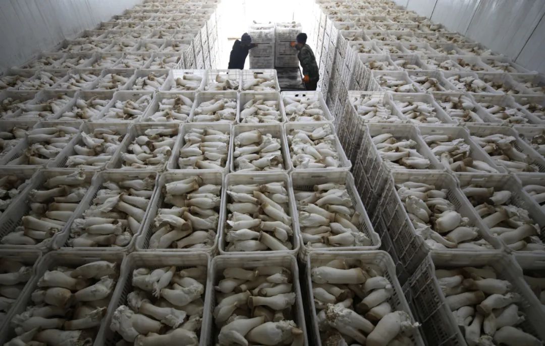 对话｜菌物产业：前景广阔的“绿色矿藏”