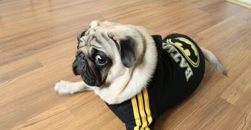 巴哥犬好养吗有什么优缺点,养巴哥犬还是养猫贵