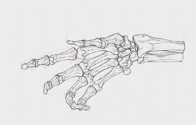 骨头对于人体来说是非常重要的,如果人体没有骨头会怎么样