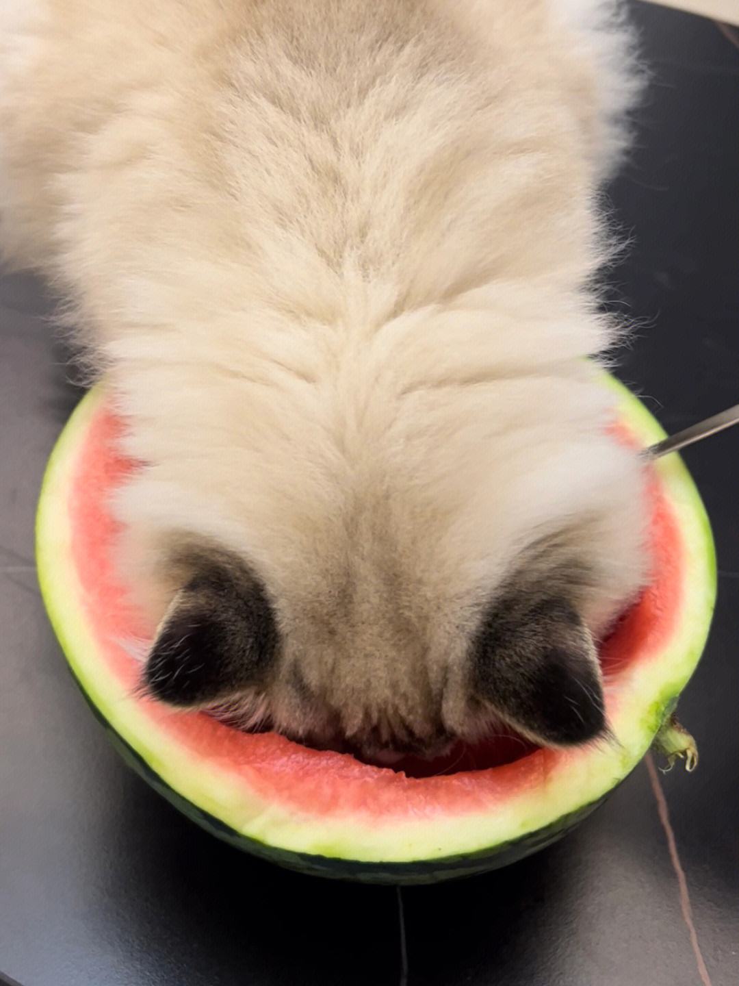 猫咪感染球虫没有食欲,猫咪感染寄生虫了再驱虫有效吗