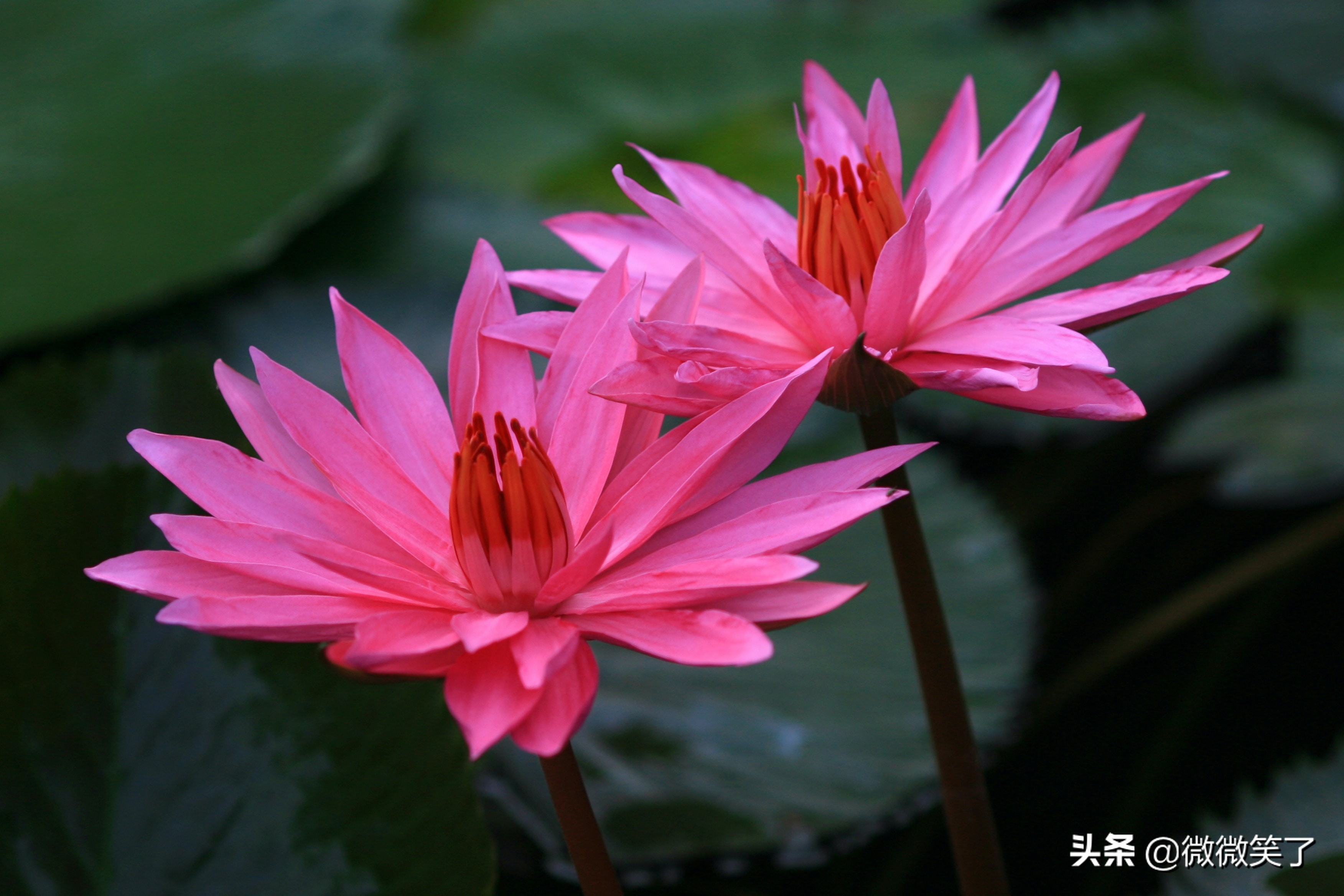 次第花开的真谛,关于次第花开的感悟
