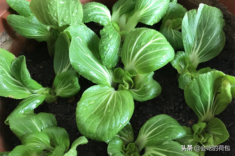 蔬菜储存方法大全，带你学会13种蔬菜的贮存技巧，一个月不用出门