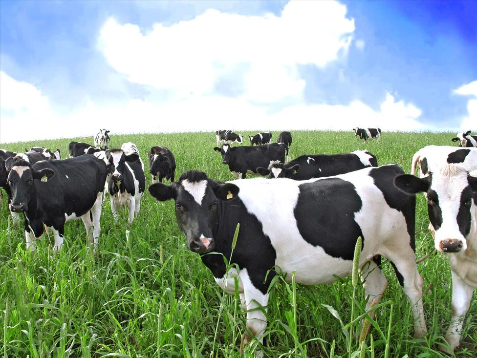 挤压豌豆作为有机高山农场奶牛饲料，为奶牛提供大豆蛋白是否可行