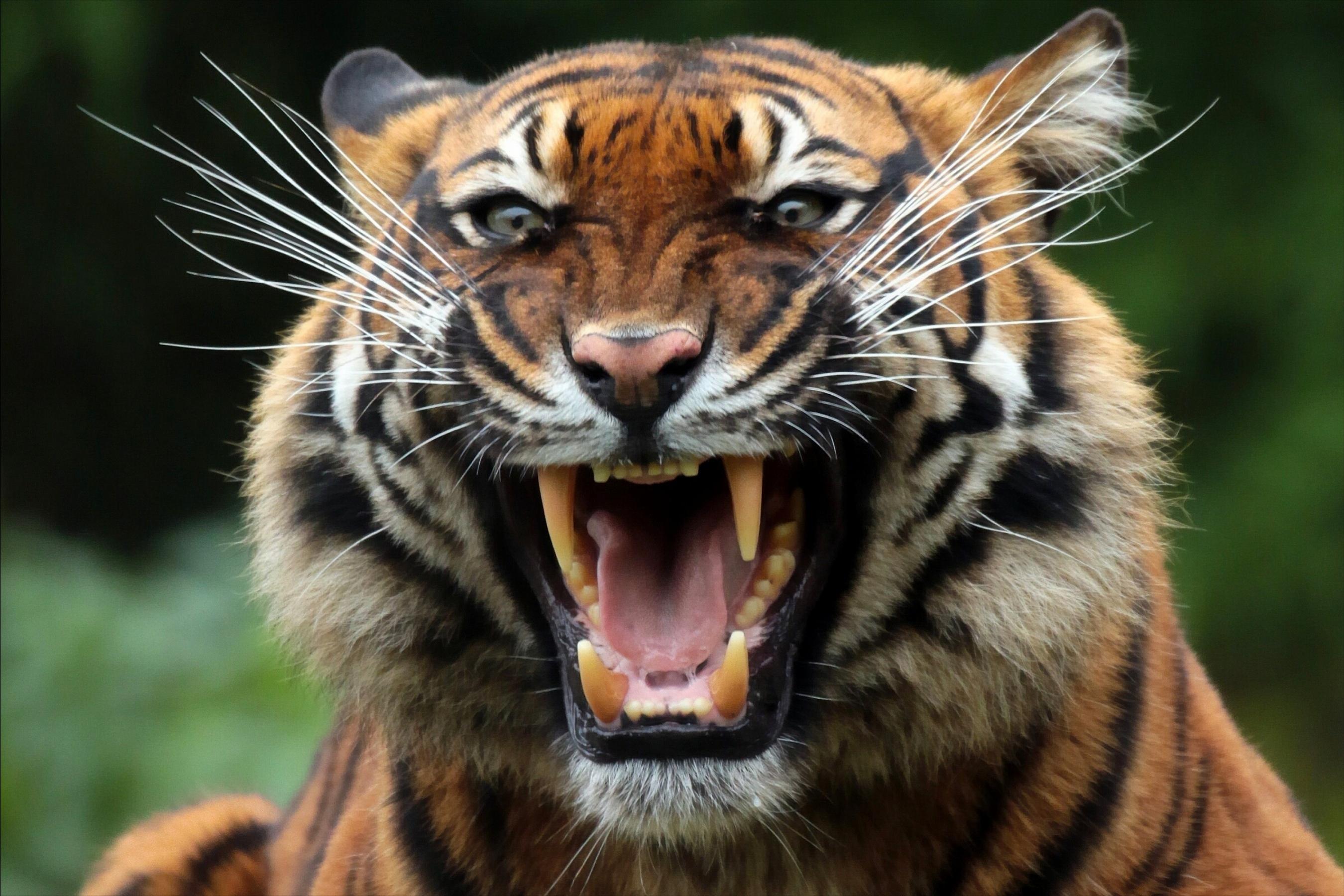 喝老虎酒有什么功效,老虎的骨头对人体有害吗