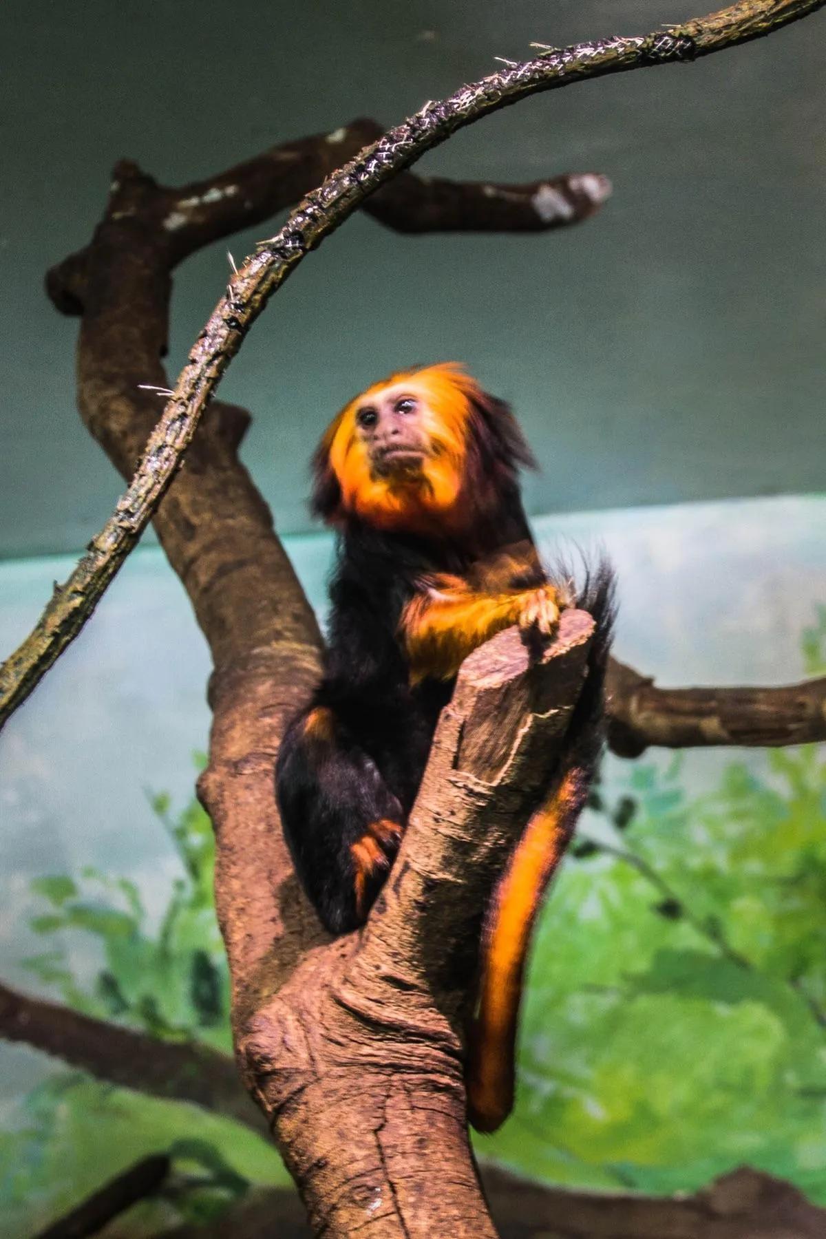 广州长隆野生动物园全部动物,广州长隆野生动物园所有动物介绍