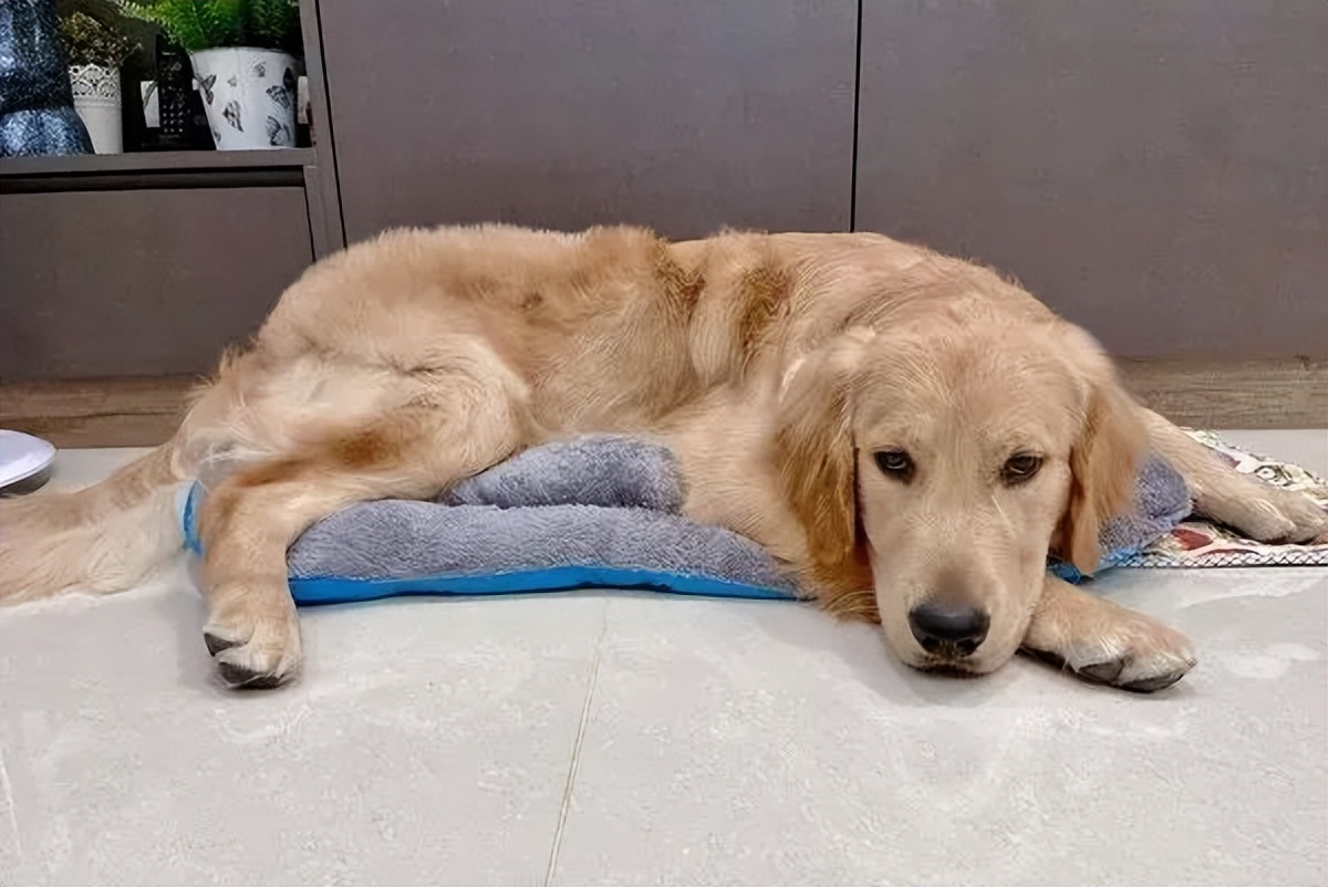 买玩具没看尺寸,买玩具看好尺寸