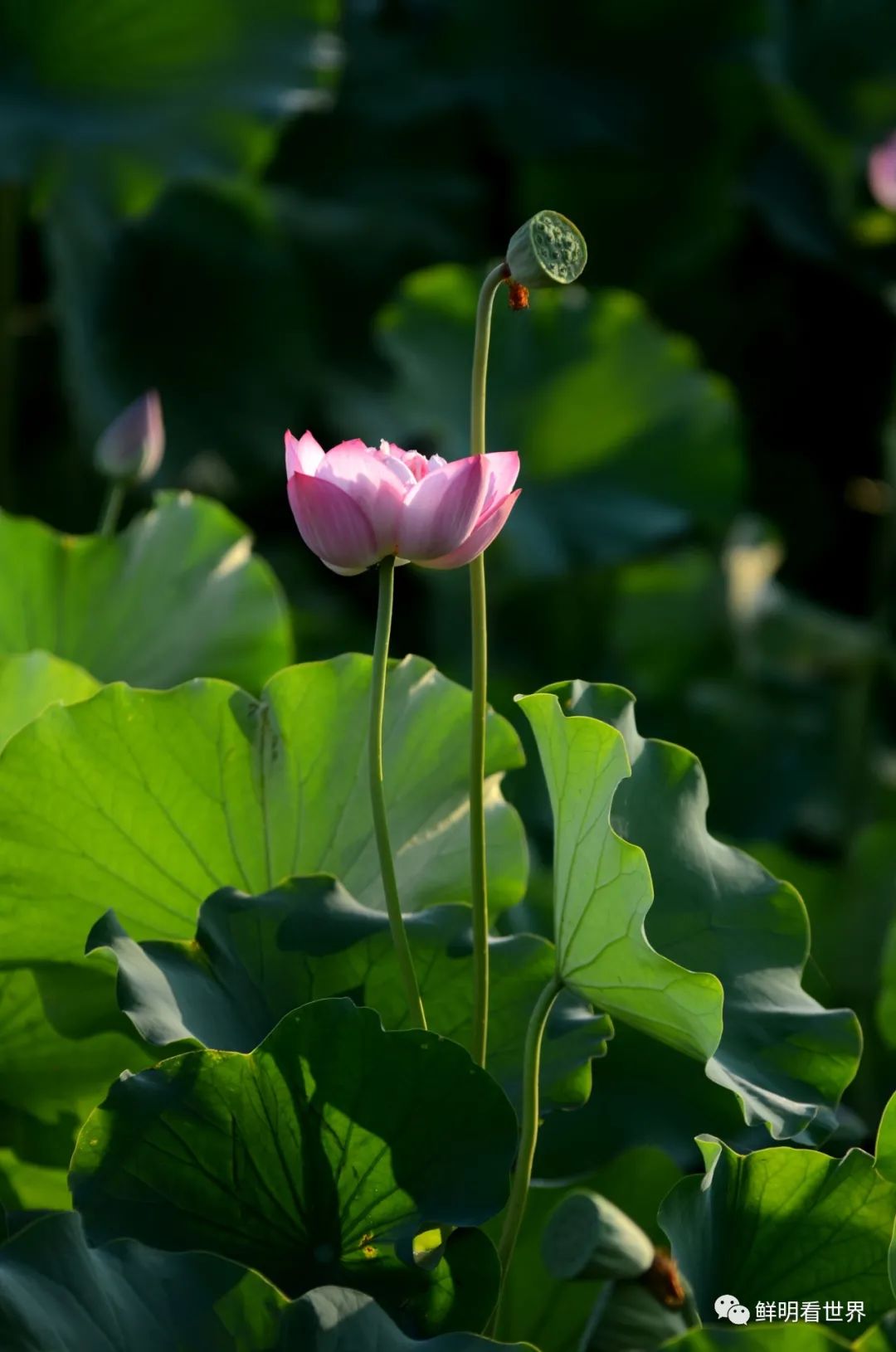 明心见性花开见佛,花开见佛碧水禅心