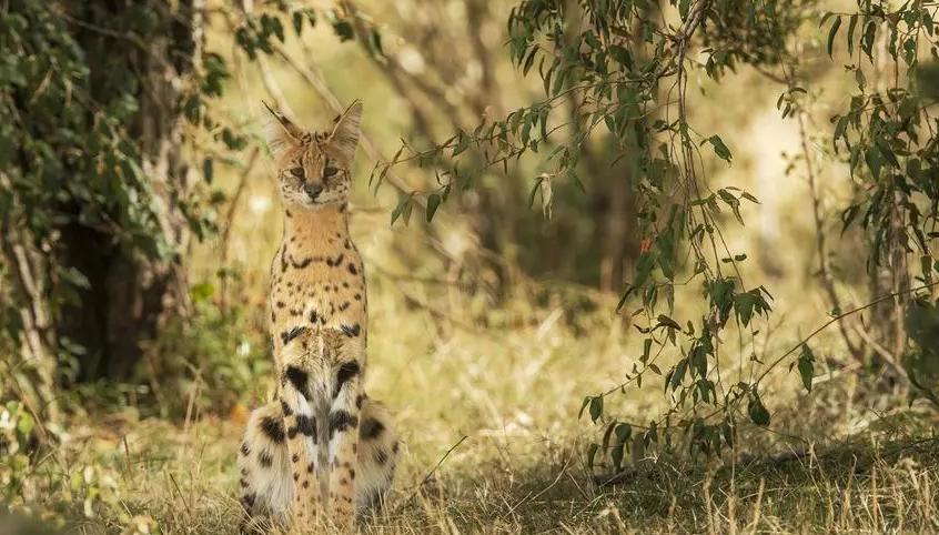 狸花小猫咪可爱视频,狸花短腿小猫咪可爱又萌的视频