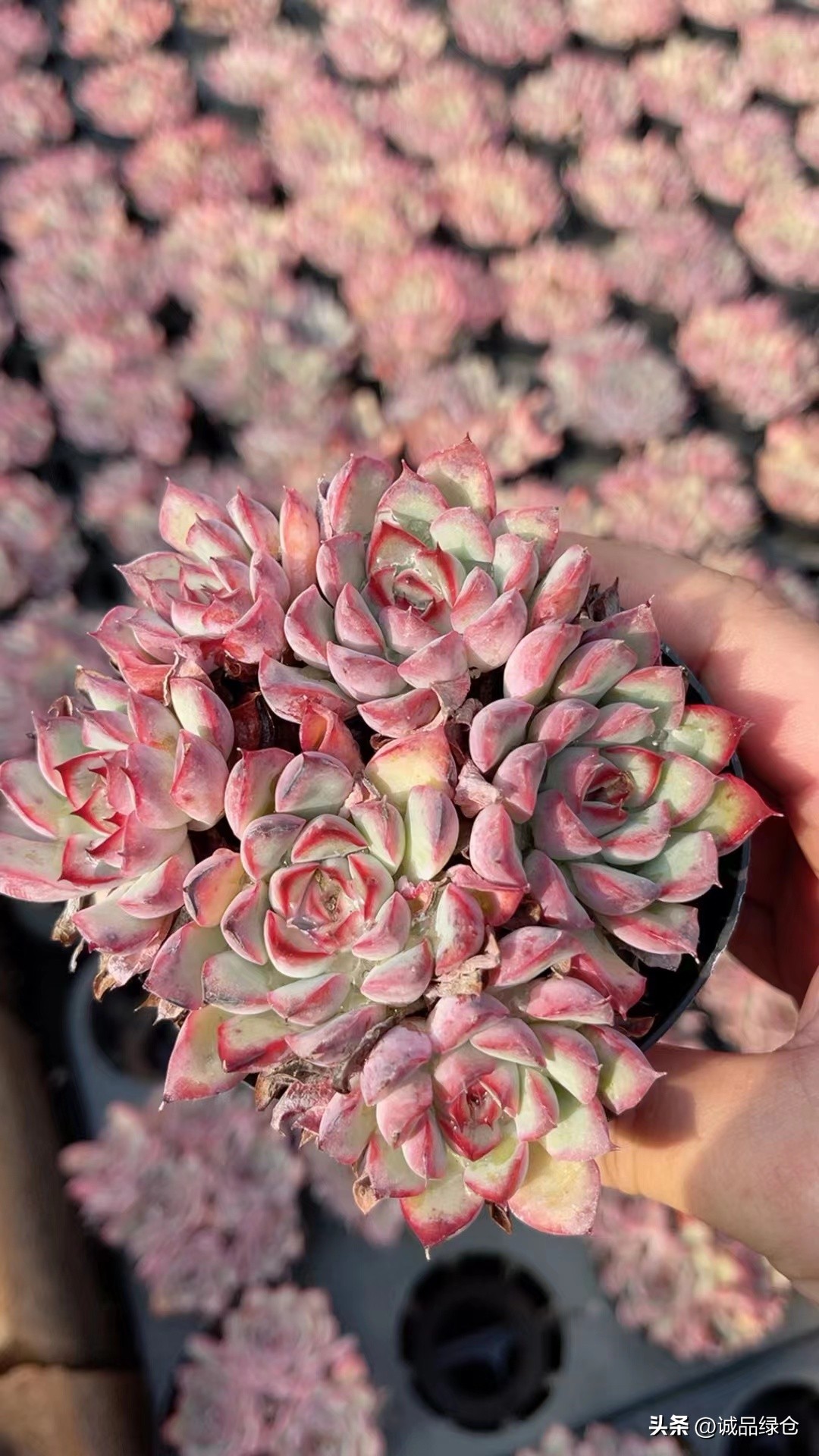 十大最萌的多肉植物,十大稀奇的多肉植物