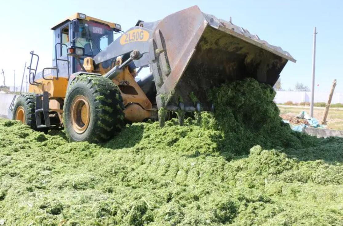 高价诱导小麦青储1亩涨到2000，农民愿意卖吗？多地严禁割青毁粮