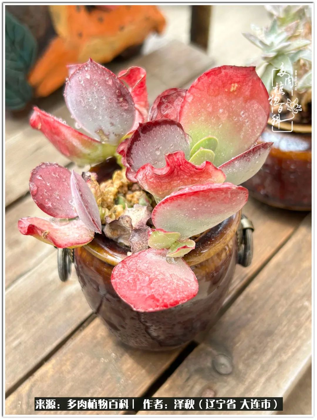 四季轮回之秋天,四季轮回之冬季