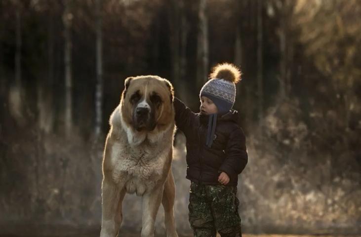 犬科和猫科进化史,犬科动物大揭秘