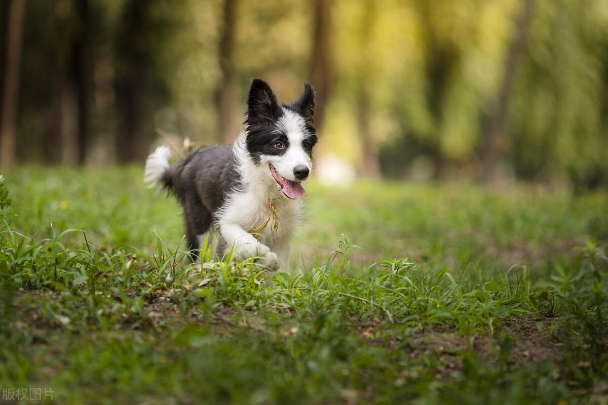 狗狗生完小狗不吃食怎么办,罗威纳生下小狗不吃食怎么办