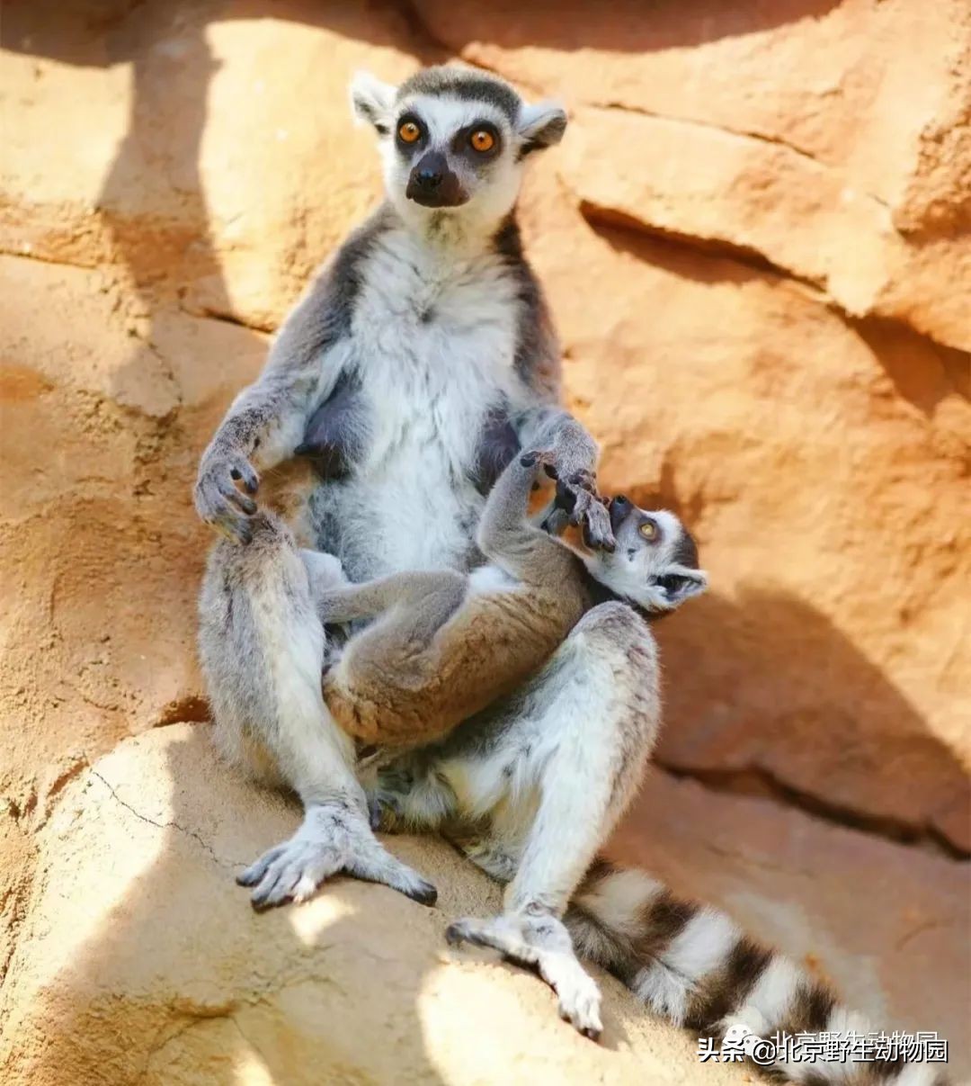 环尾狐猴在中国属于几级保护动物,环尾狐猴最显着的几个特点是什么