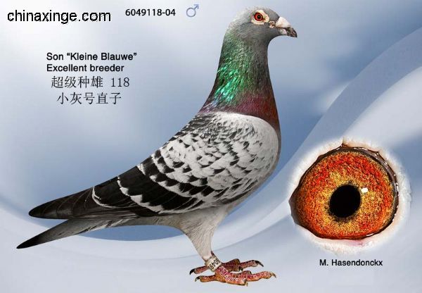 善良比利时莫里斯,比利时速度狂魔