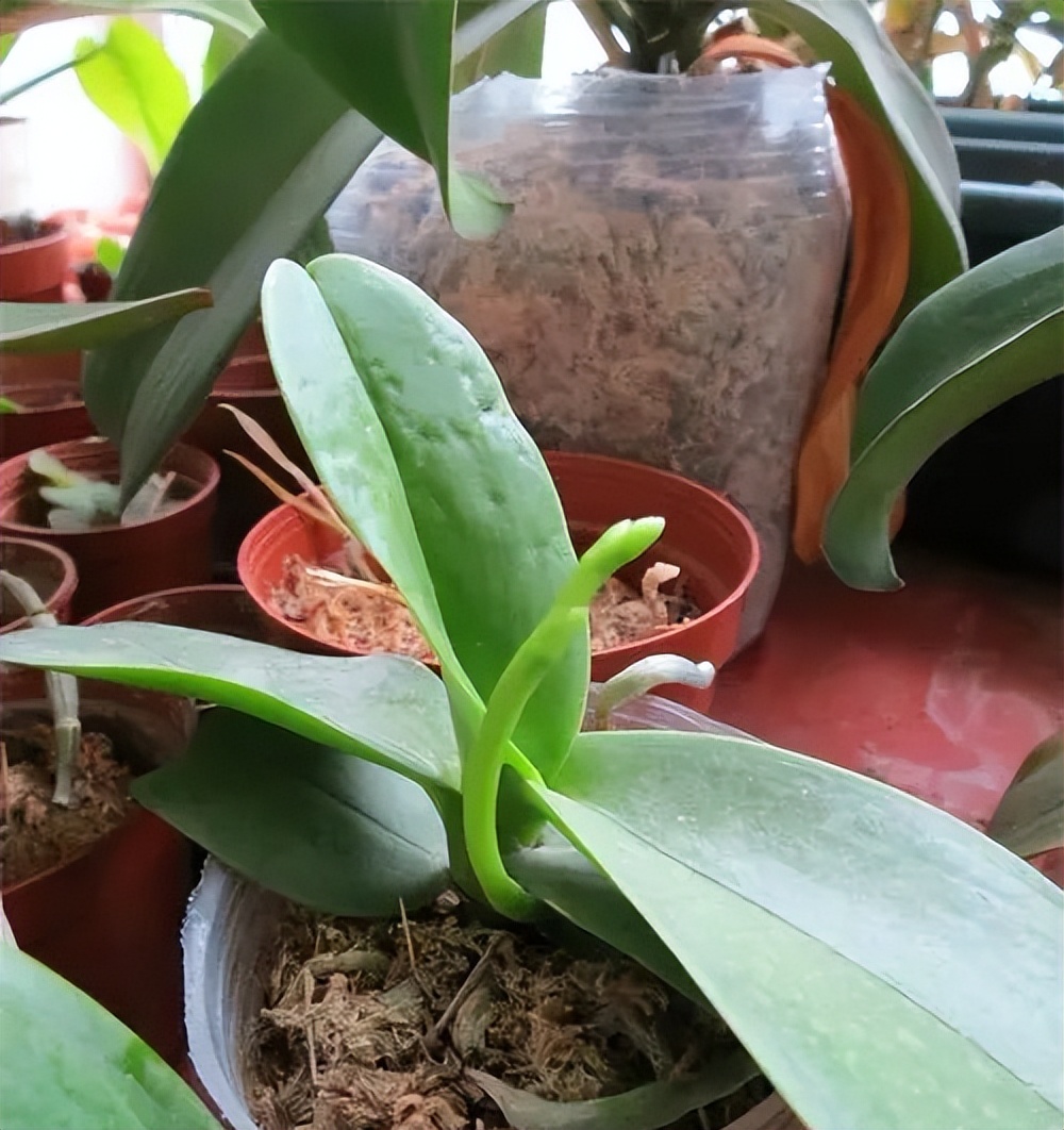 新手养蝴蝶兰技巧,新手养蝴蝶兰怎么养