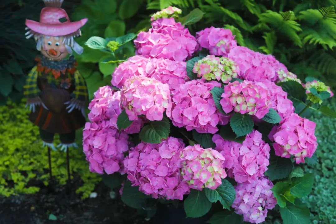 身边一抹蓝,最美蓝色绣球