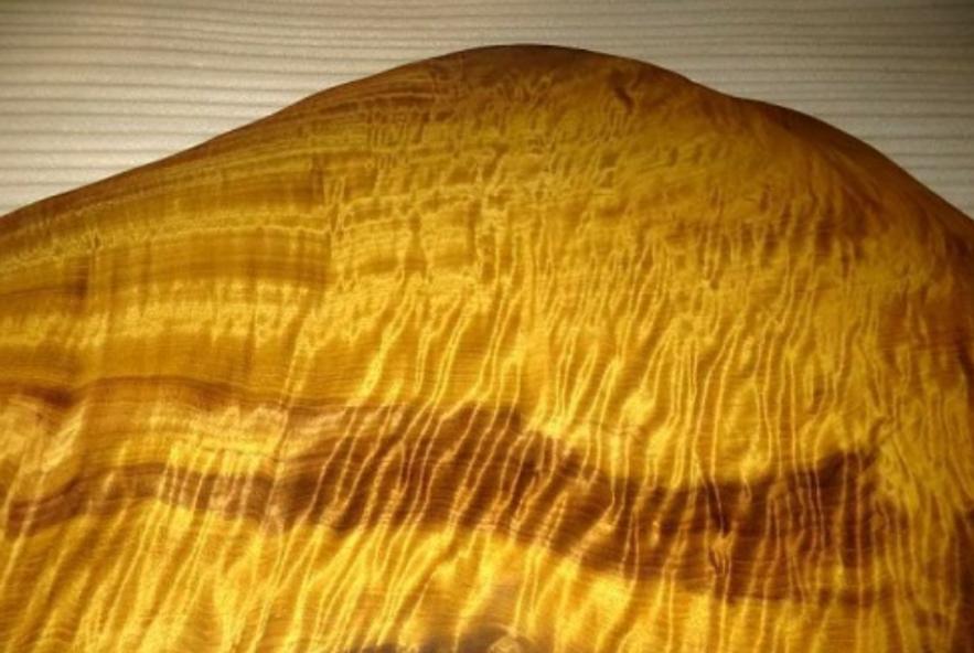 价值100万的金丝楠木为啥没人种植,金丝楠木种植三年价值多少