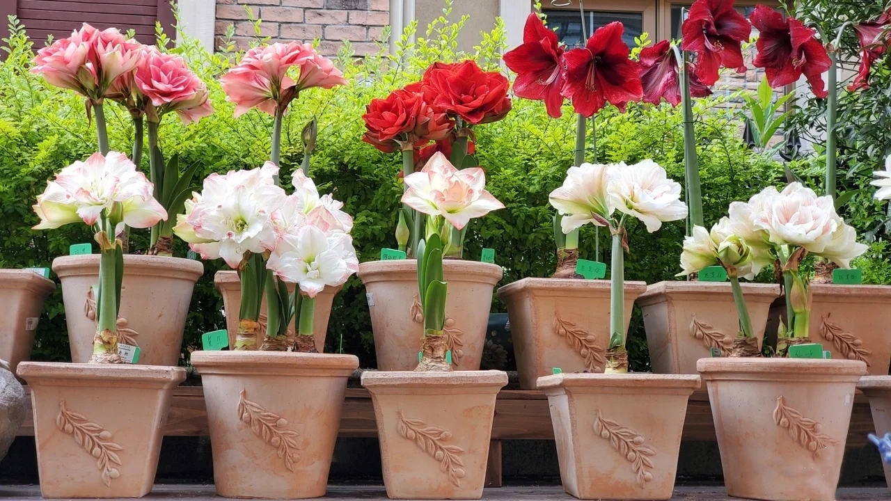 100个阳台养什么花好,100种阳台养的花草