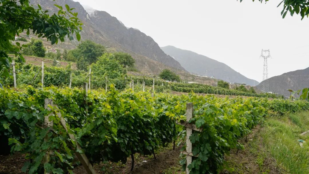 川酒之外的浓香白酒,川酒的地位及优势