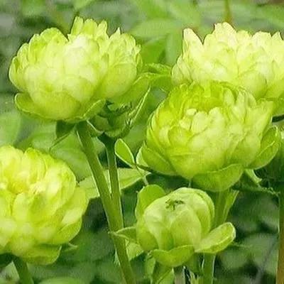 我爱月季花完整版,我爱月季花300字作文