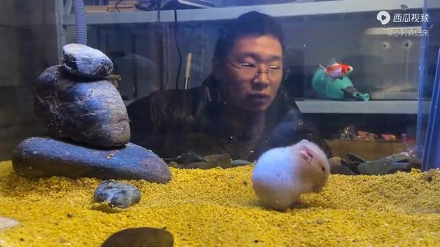 把金丝熊养在水里,养一只母金丝熊它会做什么