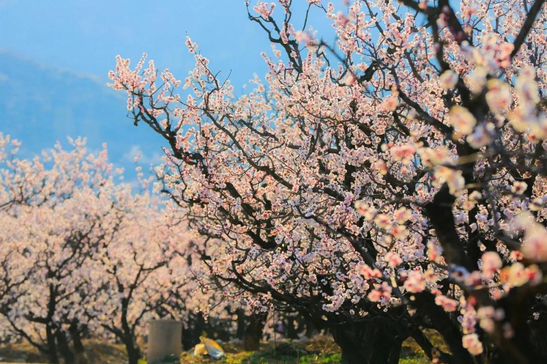 济南的春天来了吗,济南春天来了