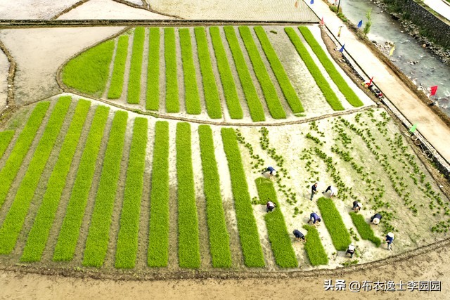 敬一丹二十四节气立夏,二十四节气闲吟之立夏