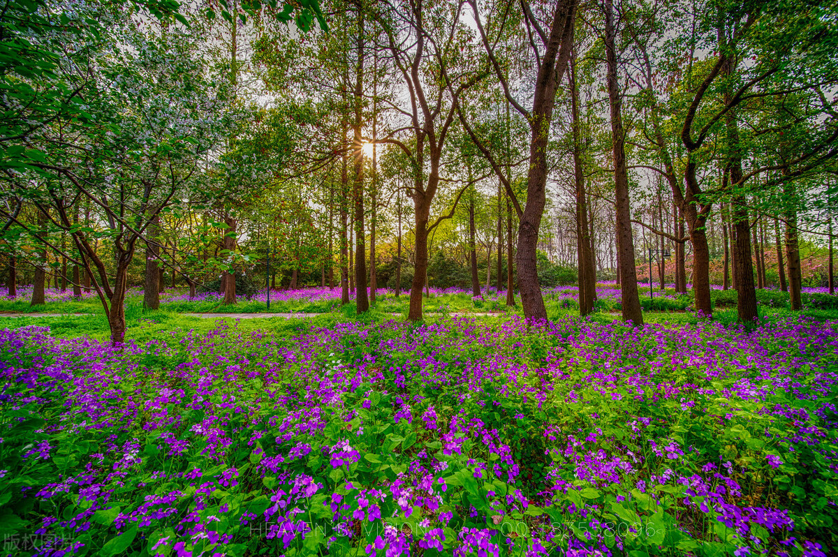 上海踏青2022,上海踏青最佳景点2021