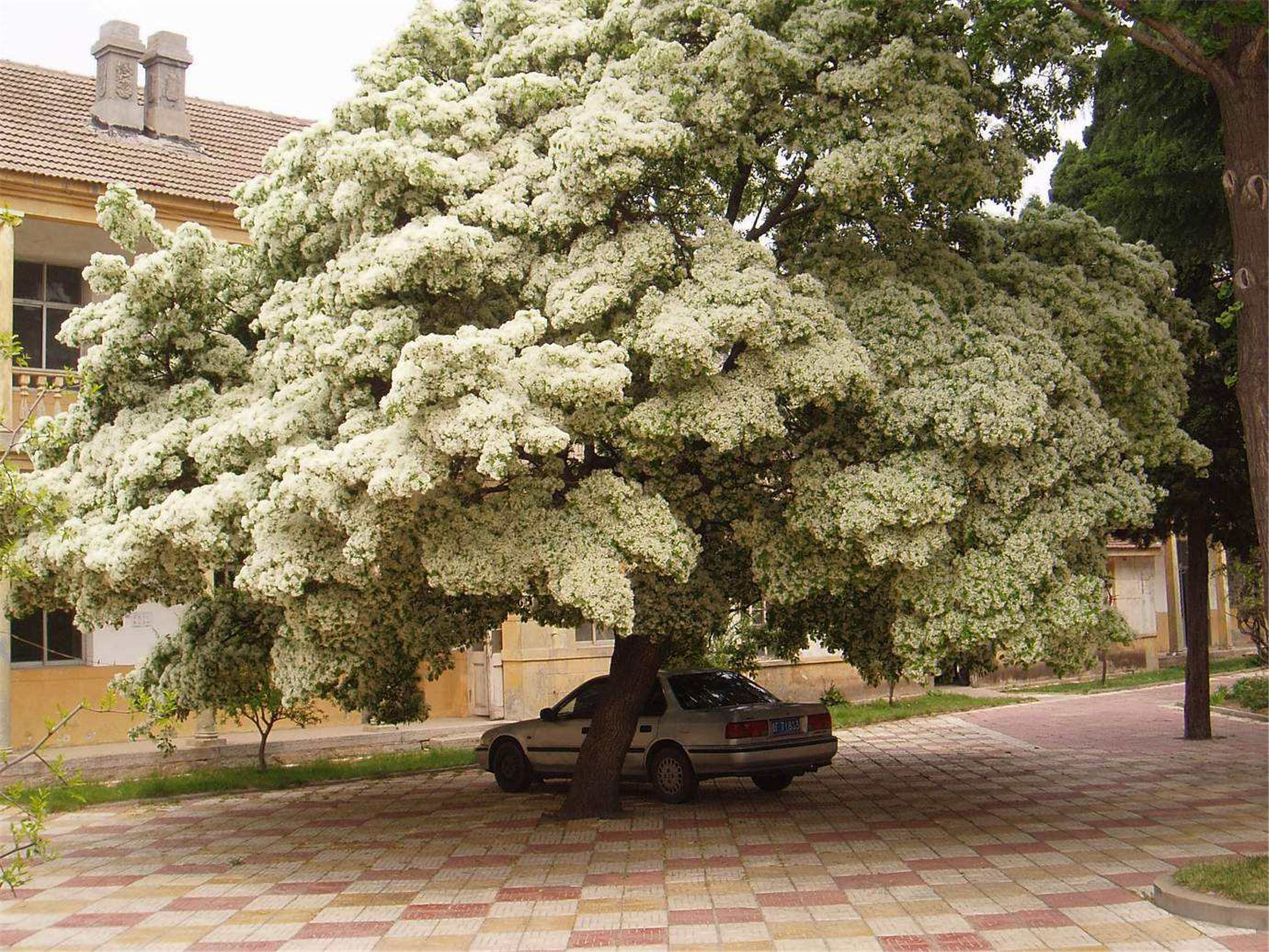 50亩山地种什么经济效益好,山东适合种的水果树种植