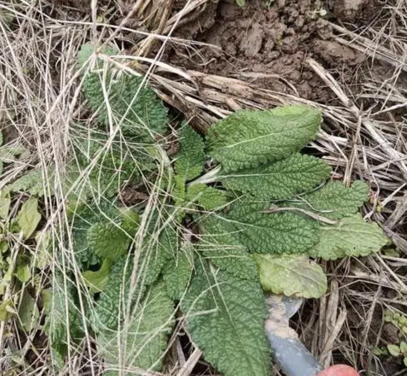 农村常见5种化痰草,消痰草