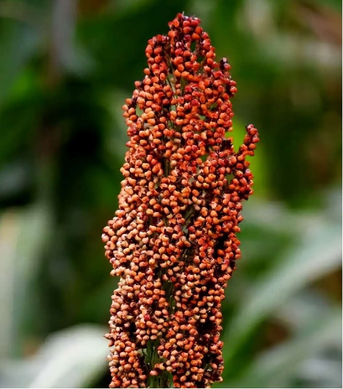 河南一老伯晒酒柜，竟因酒太便宜遭群嘲，行家：这明明是真懂酒