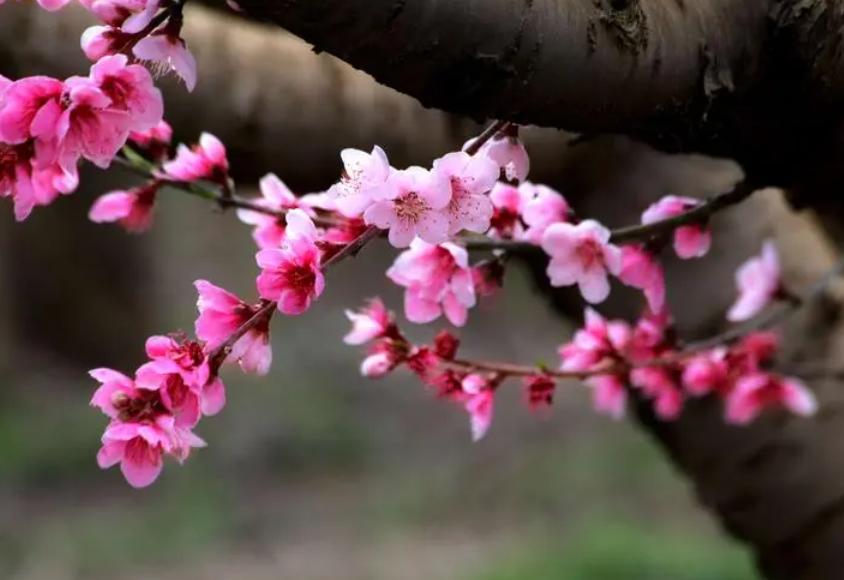 五首关于春天的经典诗词,关于春天绝美的古诗词句