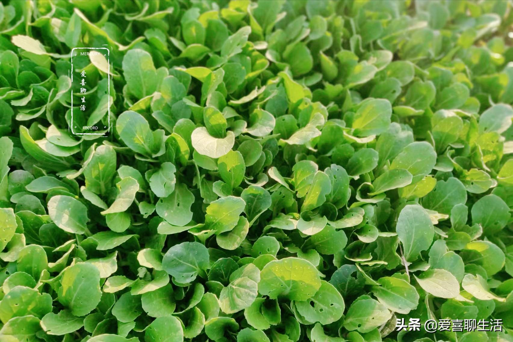 谷雨适合吃哪些家常菜,谷雨家常菜做法大全