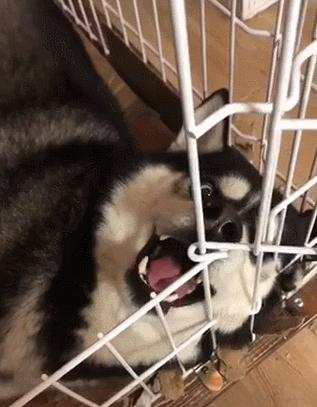 这4种是狗狗常用的“交配方式”，你还不知道吗？