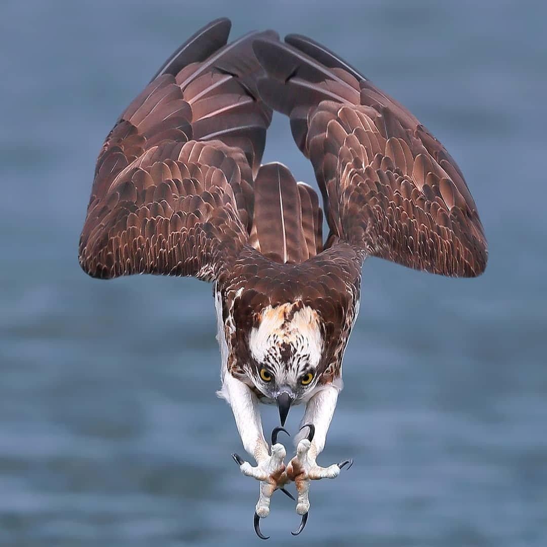 哪些鸟是猛禽,什么鸟属于猛禽