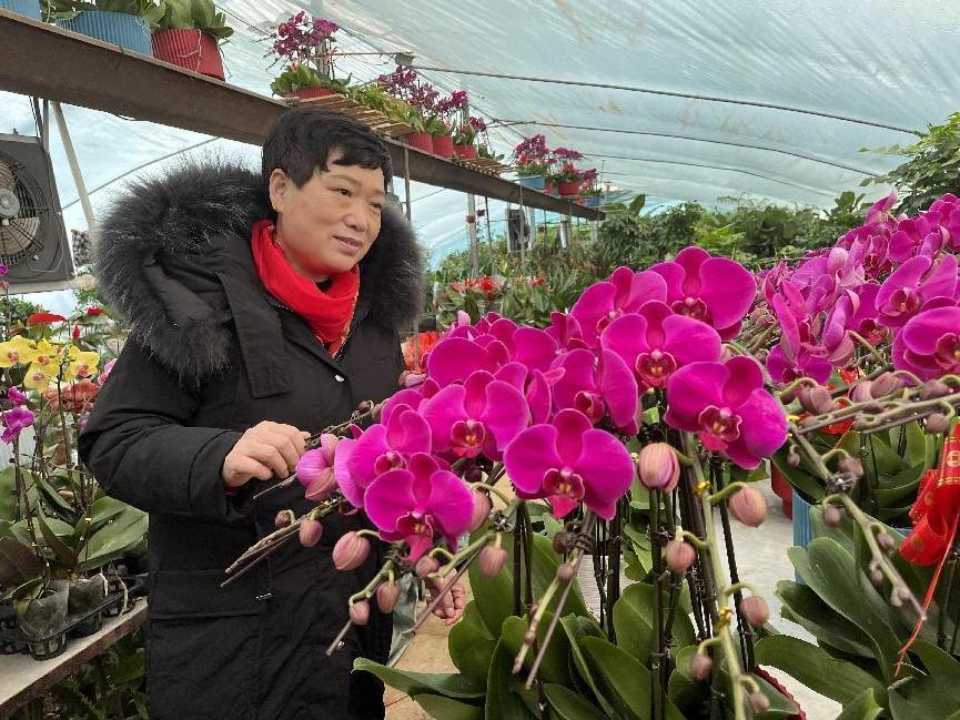 年宵花的市场在哪里,年宵花市场视频