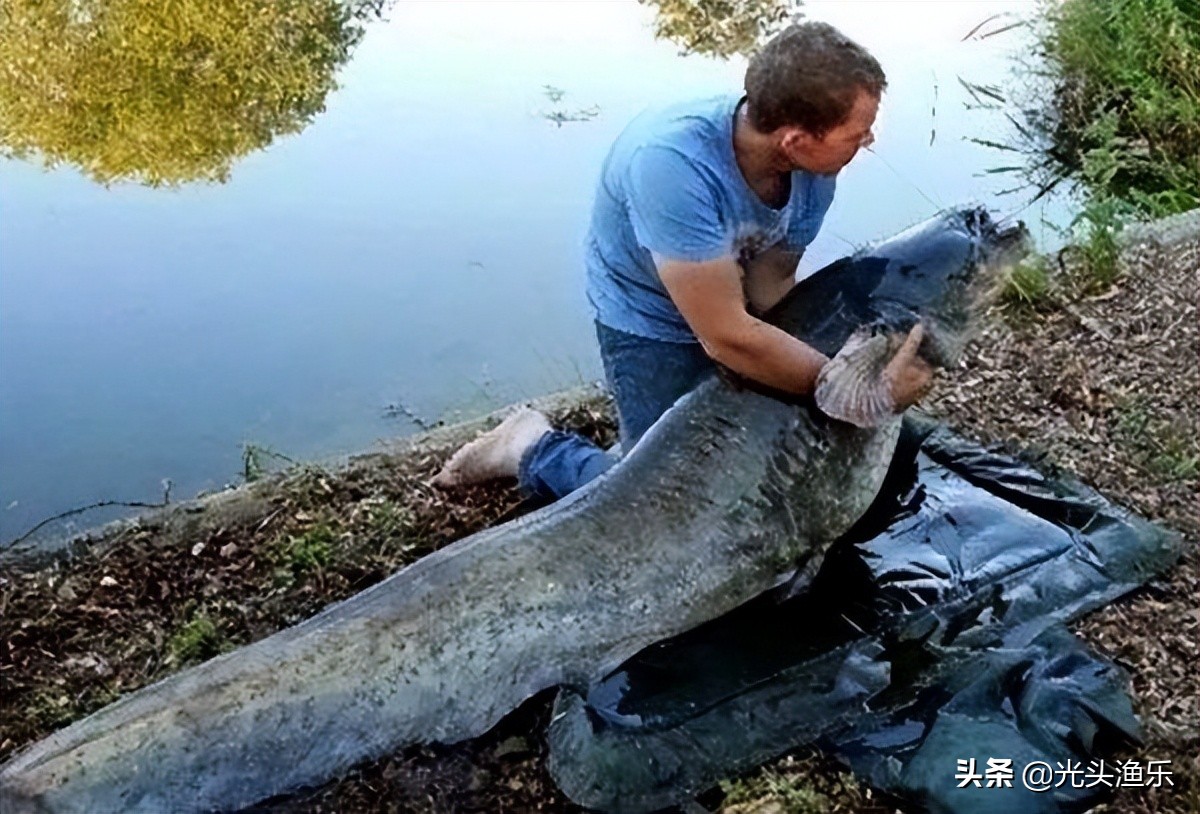 中国十大淡水巨型鱼,全球体型最大的十大淡水鱼类排行