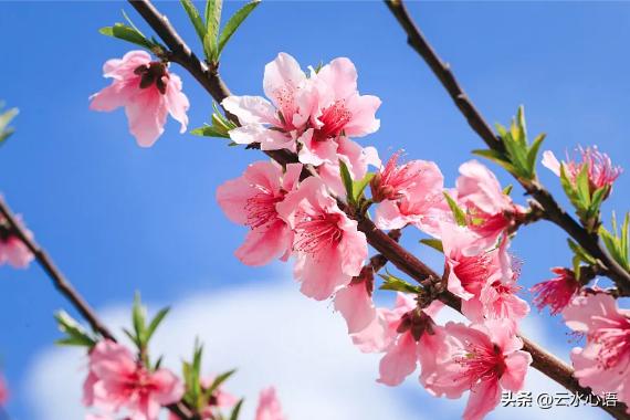 表达喜悦开心的七绝古诗,七绝描写景色的诗句